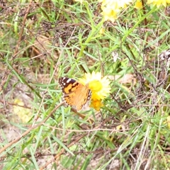 Vanessa kershawi (Australian Painted Lady) at Bonner, ACT - 9 Nov 2024 by MB