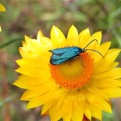 Pollanisus (genus) (A Forester Moth) at Bonner, ACT - 10 Nov 2024 by MB