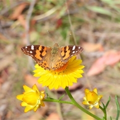 Vanessa kershawi (Australian Painted Lady) at Bonner, ACT - 9 Nov 2024 by MB