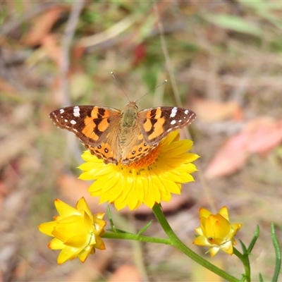 Vanessa kershawi (Australian Painted Lady) at Bonner, ACT - 9 Nov 2024 by MB