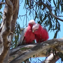 Eolophus roseicapilla (Galah) at Bonner, ACT - 10 Nov 2024 by MB