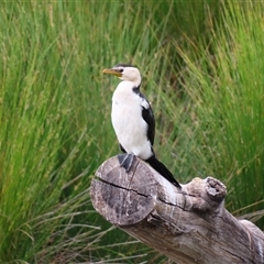 Microcarbo melanoleucos (Little Pied Cormorant) at Monash, ACT - 10 Nov 2024 by MB