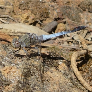 Orthetrum caledonicum at Hall, ACT - 8 Nov 2024 12:04 PM