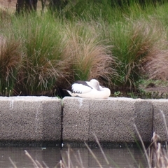 Pelecanus conspicillatus (Australian Pelican) at Monash, ACT - 11 Nov 2024 by MB