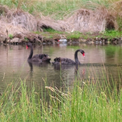 Cygnus atratus (Black Swan) at Monash, ACT - 10 Nov 2024 by MB