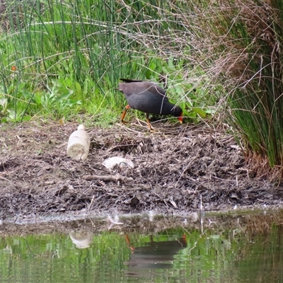 Gallinula tenebrosa (Dusky Moorhen) at Monash, ACT - 11 Nov 2024 by MB