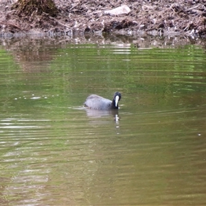 Fulica atra at Monash, ACT - 11 Nov 2024 09:40 AM