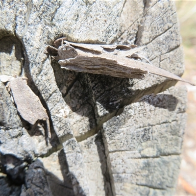Unverified Case moth (Psychidae) at Hall, ACT - 8 Nov 2024 by Christine