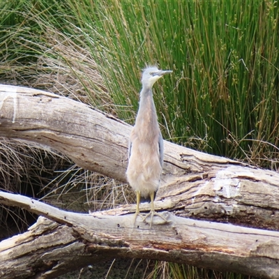 Egretta novaehollandiae (White-faced Heron) at Monash, ACT - 10 Nov 2024 by MB