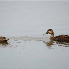 Anas superciliosa (Pacific Black Duck) at Monash, ACT - 11 Nov 2024 by MB