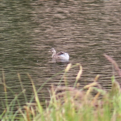 Poliocephalus poliocephalus (Hoary-headed Grebe) at Monash, ACT - 11 Nov 2024 by MB