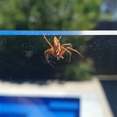 Unidentified Other hunting spider at Wangaratta, VIC - 15 Nov 2024 by smarsh24