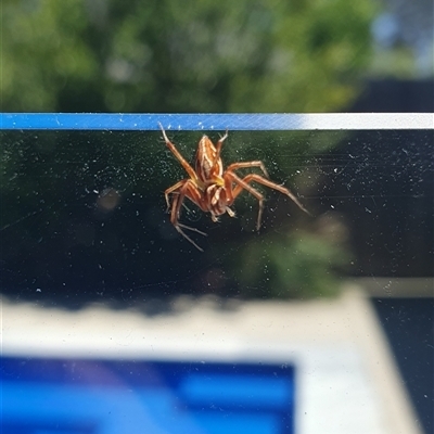 Unidentified Other hunting spider at Wangaratta, VIC - 15 Nov 2024 by smarsh24