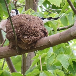 Grallina cyanoleuca at Richardson, ACT - 11 Nov 2024