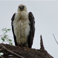 Haliaeetus leucogaster (White-bellied Sea-Eagle) at Fyshwick, ACT - 15 Nov 2024 by MB