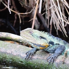 Intellagama lesueurii howittii (Gippsland Water Dragon) at Campbell, ACT - 14 Nov 2024 by MB