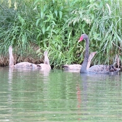 Cygnus atratus (Black Swan) at Campbell, ACT - 15 Nov 2024 by MB