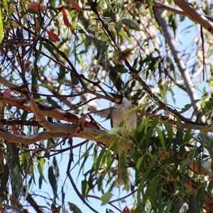 Philemon corniculatus at Weetangera, ACT - 2 Dec 2015 02:53 PM