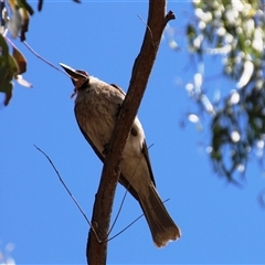 Philemon corniculatus at Weetangera, ACT - 2 Dec 2015 02:53 PM