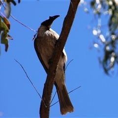 Philemon corniculatus at Weetangera, ACT - 2 Dec 2015 02:53 PM