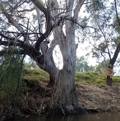 Eucalyptus sp. (A Gum Tree) at North Wagga Wagga, NSW - 23 Feb 2022 by MB