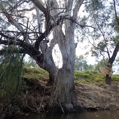 Eucalyptus sp. (A Gum Tree) at North Wagga Wagga, NSW - 23 Feb 2022 by MB