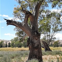 Eucalyptus (genus) (A Gum Tree) at Wantabadgery, NSW - 18 Nov 2021 by MB