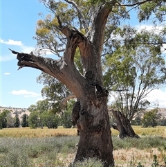 Eucalyptus sp. (A Gum Tree) at Wantabadgery, NSW - 18 Nov 2021 by MB