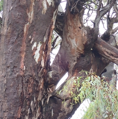 Eucalyptus camaldulensis (River Red Gum) at Currawarna, NSW - 4 Nov 2021 by MB