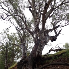 Eucalyptus camaldulensis (River Red Gum) at Bulgary, NSW - 4 Nov 2021 by MB