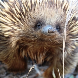 Tachyglossus aculeatus at Weetangera, ACT - 2 Dec 2015 03:03 PM