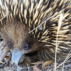 Tachyglossus aculeatus at Weetangera, ACT - 2 Dec 2015 03:03 PM