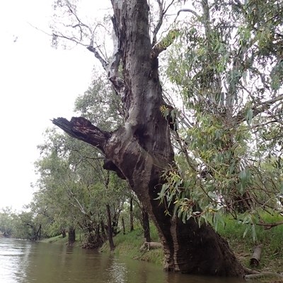 Eucalyptus camaldulensis (River Red Gum) at Ganmain, NSW - 4 Nov 2021 by MB