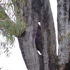 Eucalyptus camaldulensis (River Red Gum) at Bulgary, NSW - 4 Nov 2021 by MB