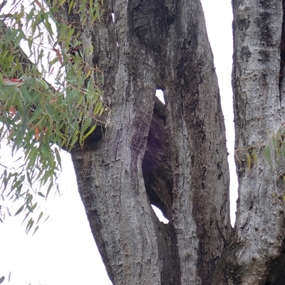 Eucalyptus camaldulensis (River Red Gum) at Bulgary, NSW - 4 Nov 2021 by MB