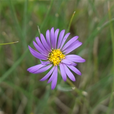 Calotis cuneifolia (Purple Burr-daisy) at Dalton, NSW - 22 Oct 2024 by RobG1