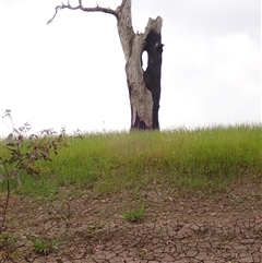 Eucalyptus camaldulensis (River Red Gum) at Galore, NSW - 4 Nov 2021 by MB