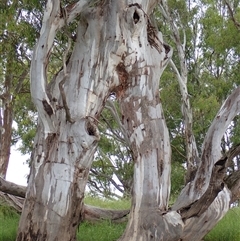 Eucalyptus camaldulensis (River Red Gum) at Galore, NSW - 4 Nov 2021 by MB