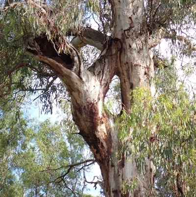 Eucalyptus camaldulensis (River Red Gum) at Matong, NSW - 5 Nov 2021 by MB