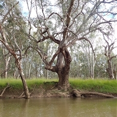 Eucalyptus camaldulensis (River Red Gum) at Galore, NSW - 5 Nov 2021 by MB