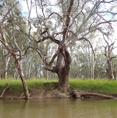 Eucalyptus camaldulensis (River Red Gum) at Galore, NSW - 5 Nov 2021 by MB