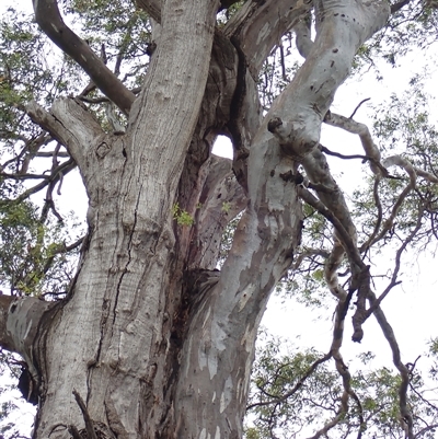 Eucalyptus camaldulensis (River Red Gum) at Grong Grong, NSW - 5 Nov 2021 by MB