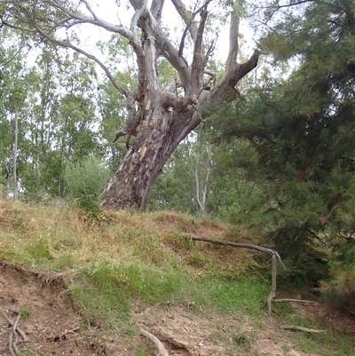 Eucalyptus camaldulensis (River Red Gum) at Grong Grong, NSW - 5 Nov 2021 by MB