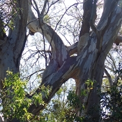 Eucalyptus camaldulensis (River Red Gum) at Narrandera, NSW - 6 Nov 2021 by MB