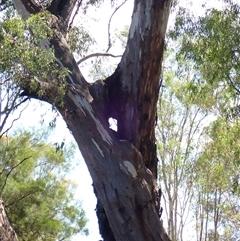 Eucalyptus camaldulensis (River Red Gum) at Narrandera, NSW - 6 Nov 2021 by MB