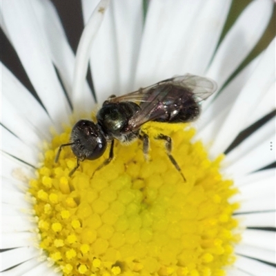 Lasioglossum (Homalictus) urbanum (Furrow Bee) at Murrumbateman, NSW - 15 Nov 2024 by amiessmacro