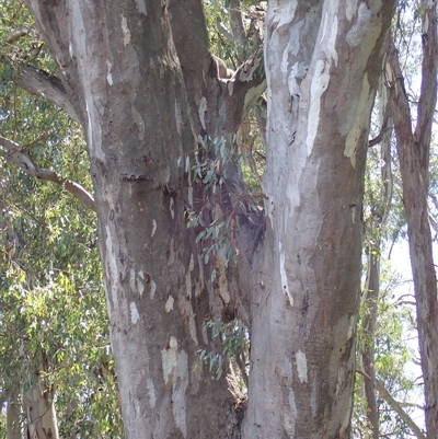 Eucalyptus camaldulensis (River Red Gum) at Narrandera, NSW - 6 Nov 2021 by MB