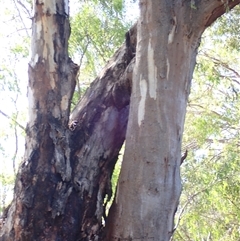 Eucalyptus camaldulensis (River Red Gum) at Narrandera, NSW - 6 Nov 2021 by MB