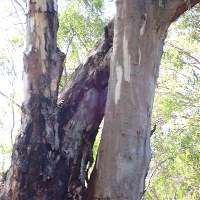 Eucalyptus camaldulensis (River Red Gum) at Narrandera, NSW - 6 Nov 2021 by MB