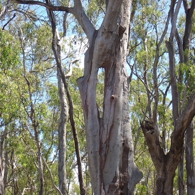 Eucalyptus camaldulensis (River Red Gum) at Cudgel, NSW - 7 Nov 2021 by MB